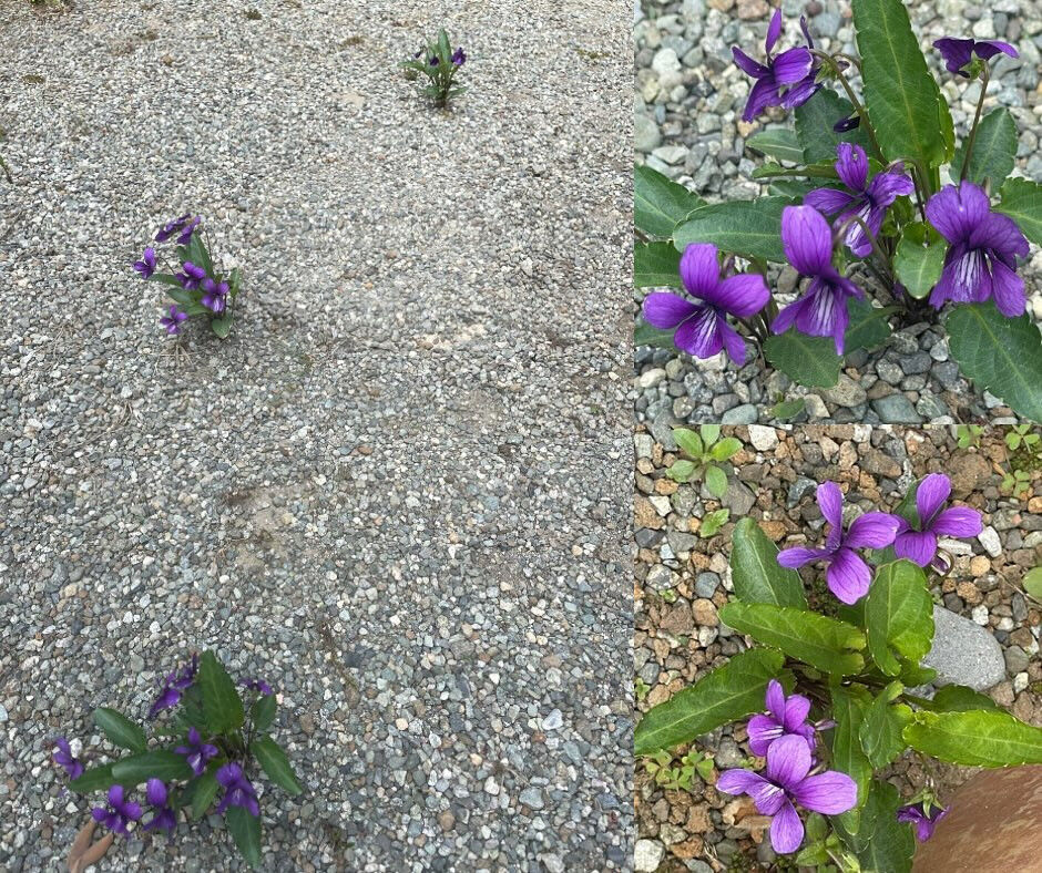 草取りの時期