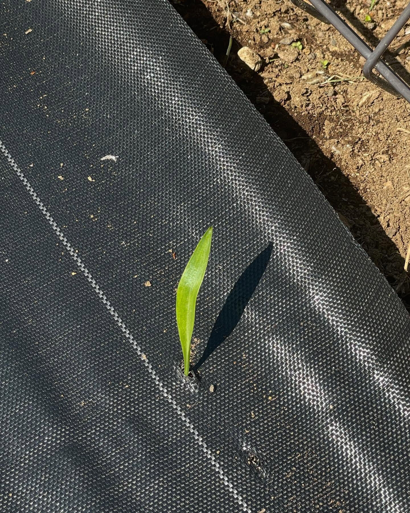 除草シートを突き破り伸びてきた若芽